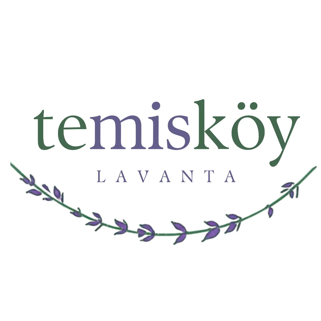 Temisköy Lavanta